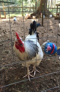 Super Grover photobombing chicken behind wire fence