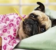 Pug under pink blanket on bed with thermometer in mouth