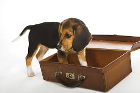 Beagle puppy with front feet in empty suitcase