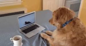 Golden retriever at computer with coffee by side.