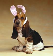 Basset puppy with Easter bunny ears on