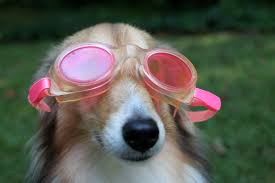 Dog in rose-coloured goggles