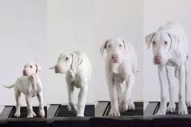 4 pictures of white dog from puppy growing into adult