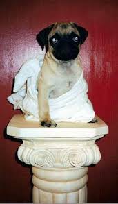 Pug sitting on Roman column in a toga